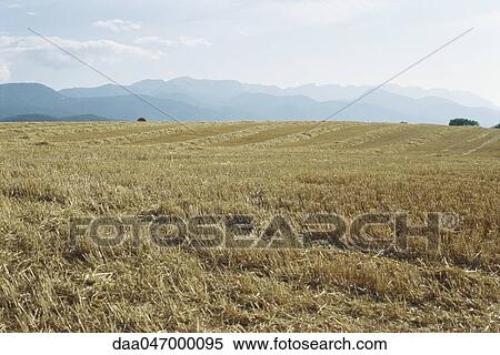 Field after harvest, Cerdanya, Pyrenees, Spain View Large Photo Image Stock Photography - Field after harvest, Cerdanya, Pyrenees, Spain. Fotosearch