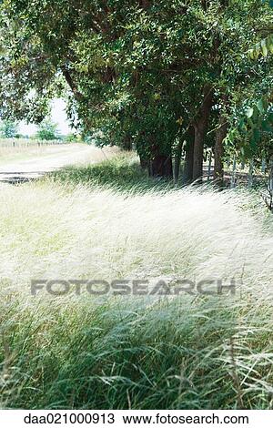 Field and trees View Large Photo Image Stock Image - Field and trees. Fotosearch