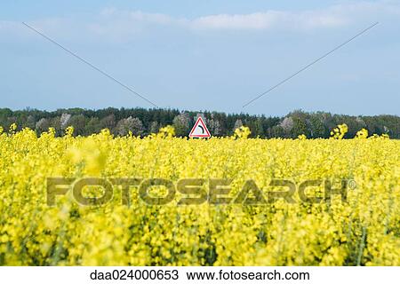 Stock Image - Field of canola and curve sign. Fotosearch