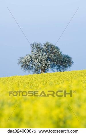 Stock Photography - Field of canola and tree in bloom. Fotosearch