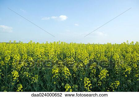Field of canola View Large Photo Image Stock Image - Field of canola. Fotosearch