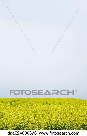 Field of canola View Large Photo Image Stock Photograph - Field of canola. Fotosearch