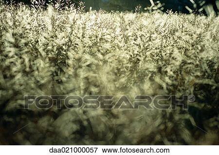 Field of colza, extreme close-up View Large Photo Image Stock Photo - Field of colza, extreme close-up. Fotosearch