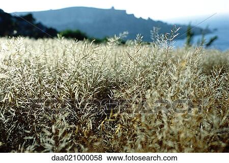 Field of colza, seascape in background View Large Photo Image Stock Photo - Field of colza, seascape in background. Fotosearch