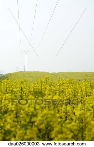 Field of colza with power lines, low angle view View Large Photo Image Stock Image - Field of colza with power lines, low angle view. Fotosearch