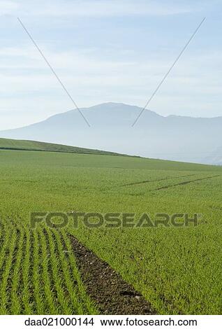 Picture - Field of crops growing and mountain in background. Fotosearch