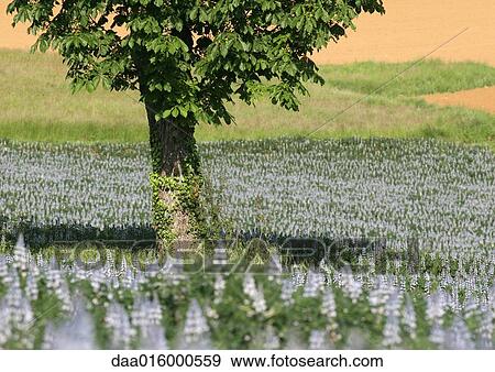 Field of flowers blooming around tree View Large Photo Image Stock Photo - Field of flowers blooming around tree. Fotosearch