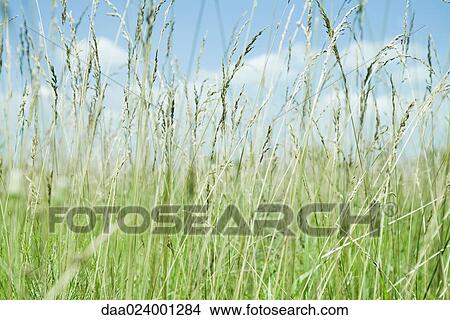 Field of long grass View Large Photo Image Picture - Field of long grass. Fotosearch
