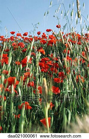 Field of poppies View Large Photo Image Stock Image - Field of poppies. Fotosearch