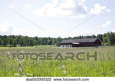 Stock Image - Field of tall grass, barn in distance. Fotosearch