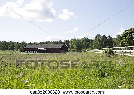 Field of tall grass, barn in distance View Large Photo Image Stock Image - Field of tall grass, barn in distance. Fotosearch