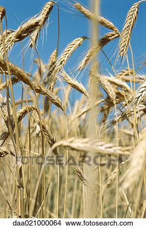 Field of wheat, close-up View Large Photo Image Picture - Field of wheat, close-up. Fotosearch