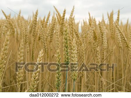 Stock Image - Field of wheat, close-up. Fotosearch