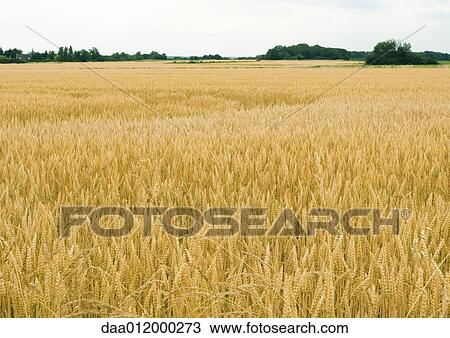 Stock Image - Field of wheat. Fotosearch