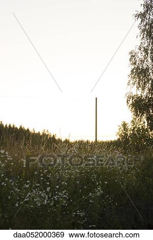 Stock Photo - Field of wildflowers. Fotosearch