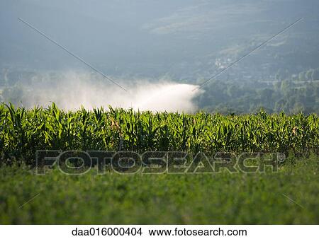 Field with mist from sprinkler View Large Photo Image Picture - Field with mist from sprinkler. Fotosearch