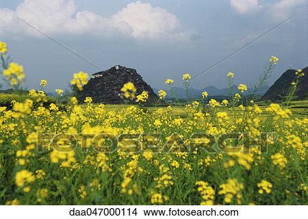 Fields of rapeseed flowers and hills in Luoping county, Yunnan province, China View Large Photo Image Picture - Fields of rapeseed flowers and hills in Luoping county, Yunnan province, China. Fotosearch