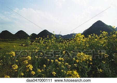 Fields of rapeseed flowers and hills in Luoping county, Yunnan province, China View Large Photo Image Stock Image - Fields of rapeseed flowers and hills in Luoping county, Yunnan province, China. Fotosearch