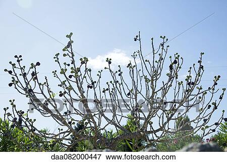 Fig tree View Large Photo Image Stock Photo - Fig tree. Fotosearch