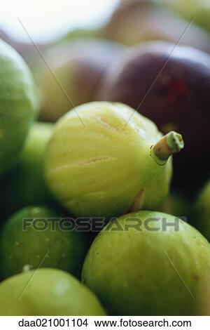 Figs, close-up View Large Photo Image Picture - Figs, close-up. Fotosearch