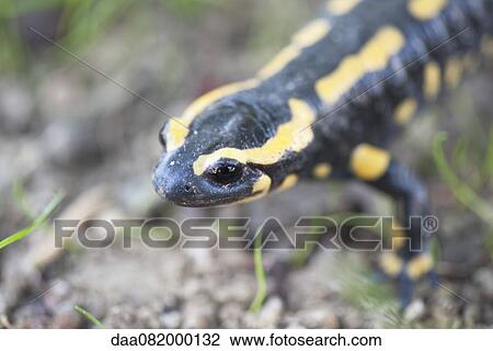 Fire salamander (Salamandra salamandra) View Large Photo Image Stock Image - Fire salamander (Salamandra salamandra). Fotosearch