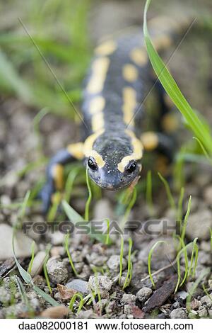 Fire salamander (Salamandra salamandra) View Large Photo Image Stock Image - Fire salamander (Salamandra salamandra). Fotosearch