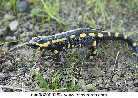 Fire salamander (Salamandra salamandra) View Large Photo Image Stock Image - Fire salamander (Salamandra salamandra). Fotosearch