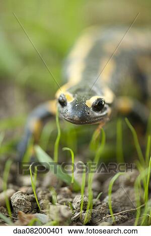 Fire salamander (Salamandra salamandra) View Large Photo Image Stock Image - Fire salamander (Salamandra salamandra). Fotosearch