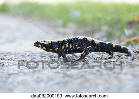 Fire salamander (Salamandra salamandra) View Large Photo Image Stock Photo - Fire salamander (Salamandra salamandra). Fotosearch