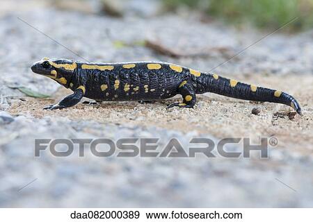 Fire salamander (Salamandra salamandra) View Large Photo Image Stock Photo - Fire salamander (Salamandra salamandra). Fotosearch