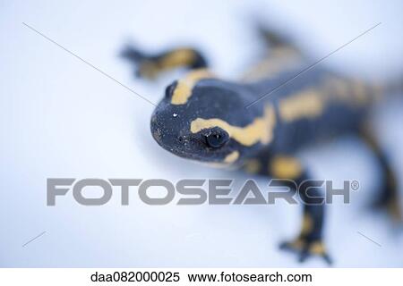 Fire salamander View Large Photo Image Stock Photography - Fire salamander. Fotosearch