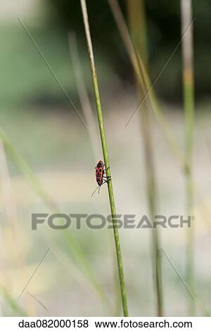 Firebug on stem View Large Photo Image Stock Photo - Firebug on stem. Fotosearch