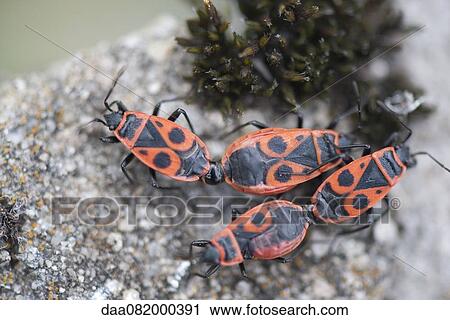 Firebugs mating View Large Photo Image Stock Image - Firebugs mating. Fotosearch