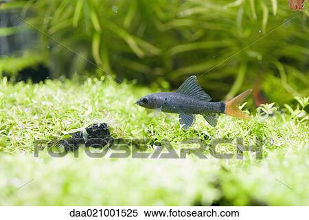 Stock Photography - Fish in aquarium. Fotosearch
