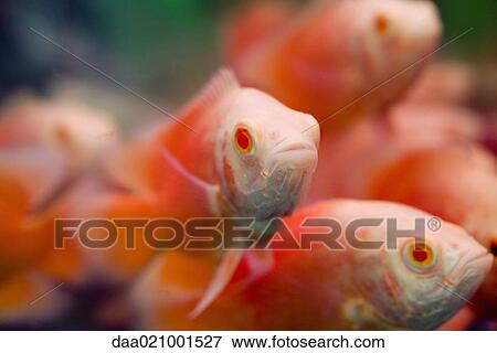 Stock Photo - Fish in fish tank, close-up. Fotosearch