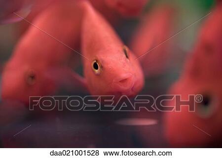 Stock Photo - Fish in fish tank, close-up. Fotosearch