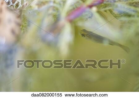 Fish in water View Large Photo Image Stock Photography - Fish in water. Fotosearch