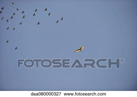 Flock of birds flying in sky View Large Photo Image Stock Photo - Flock of birds flying in sky. Fotosearch