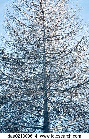 Flock of birds perched in bare tree, low angle view View Large Photo Image Picture - Flock of birds perched in bare tree, low angle view. Fotosearch