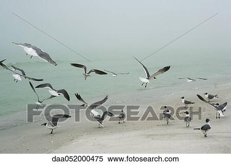 Stock Photography - Flock of gulls landing on beach. Fotosearch