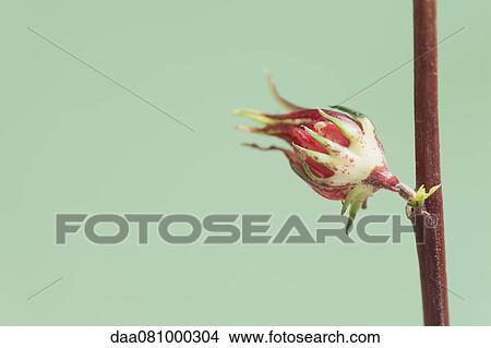 Flower bud blossoming View Large Photo Image Picture - Flower bud blossoming. Fotosearch