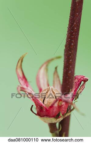 Flower bud blossoming View Large Photo Image Stock Image - Flower bud blossoming. Fotosearch