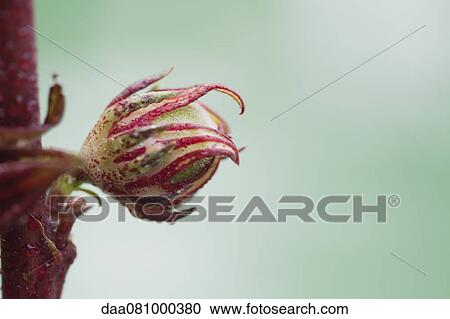 Stock Image - Flower bud blossoming. Fotosearch