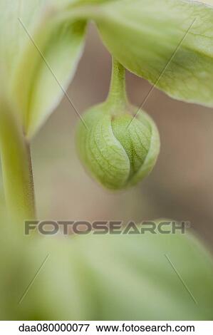 Stock Photo - Flower bud, close-up. Fotosearch