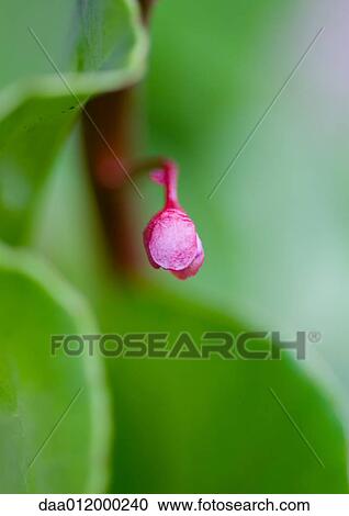 Flower bud View Large Photo Image Stock Image - Flower bud. Fotosearch