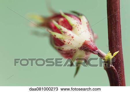 Flower bud View Large Photo Image Stock Image - Flower bud. Fotosearch