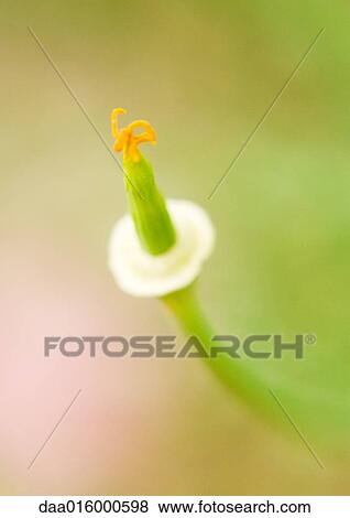 Flower bud View Large Photo Image Stock Photo - Flower bud. Fotosearch