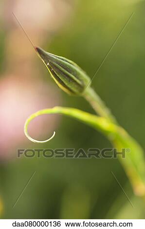 Flower bud View Large Photo Image Stock Photograph - Flower bud. Fotosearch