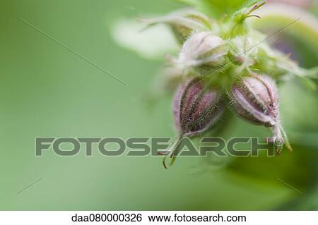 Stock Photograph - Flower buds, close-up. Fotosearch