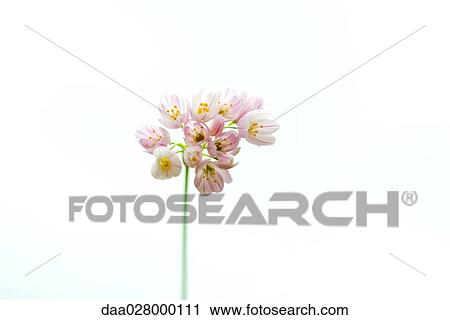 Stock Image - Flower, close-up. Fotosearch